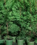6X LEYLANDII CONIFER HEDGING GREEN CONIFER TREES PLANTS 2 LT POTS 70-90 CM TALL
