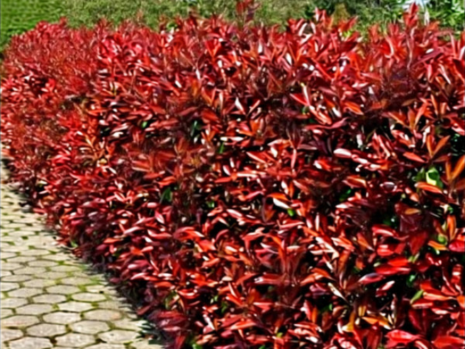 Christmas Berry / Photinia fraseri 'Red Robin' Hedging 40-60cm Tall Potted