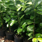 20 Cherry Laurel Hedging Plants 30-50cm Tall Potted