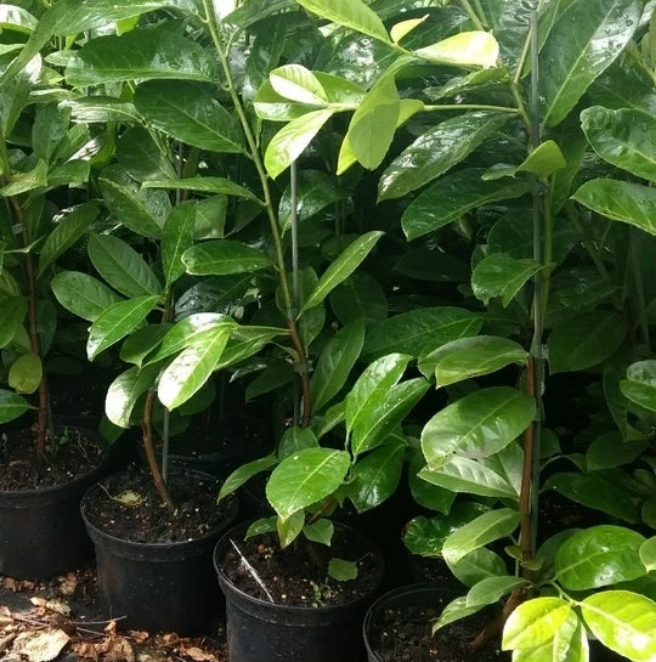 10 Cherry Laurel Hedging Plants 30-50cm Tall Potted