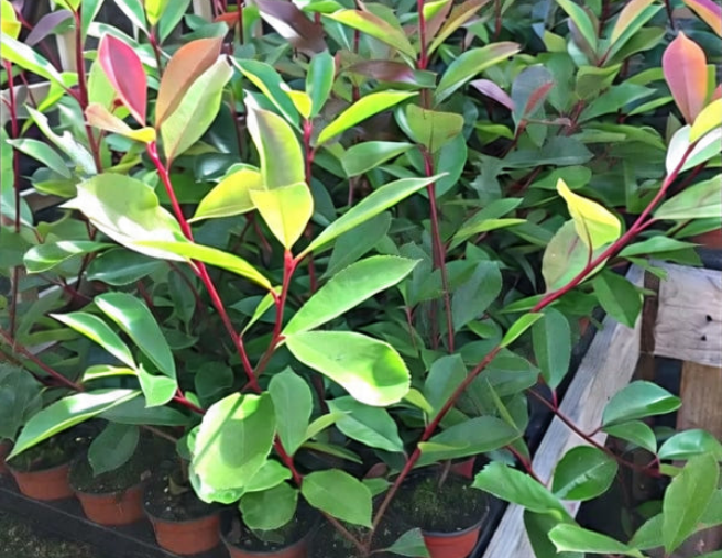 5 Red Robin Hedging Photinia Evergreen Plants Fast Growing 25-40cm Potted