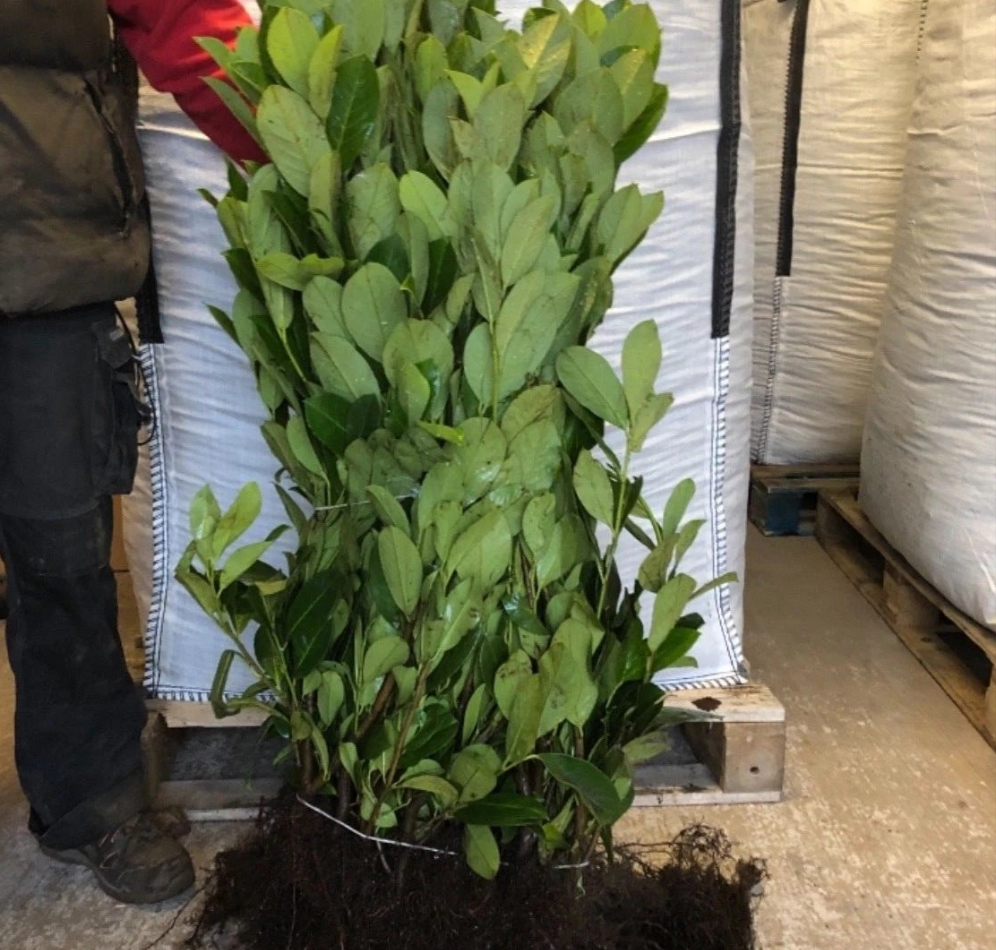 60 Cherry Laurel Hedging 2-3ft Evergreen Plants Bare Root Multi Stem A+ Grade