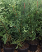 6X LEYLANDII CONIFER HEDGING GREEN CONIFER TREES PLANTS 2 LT POTS 70-90 CM TALL