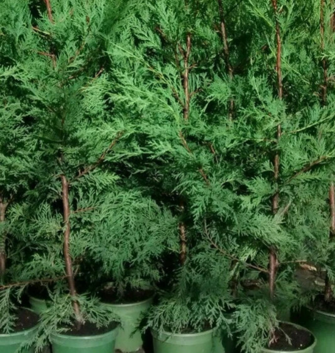 Green Leylandii Hedging Evergreen Conifer Plants 3-4ft Large 3 Litre Pots