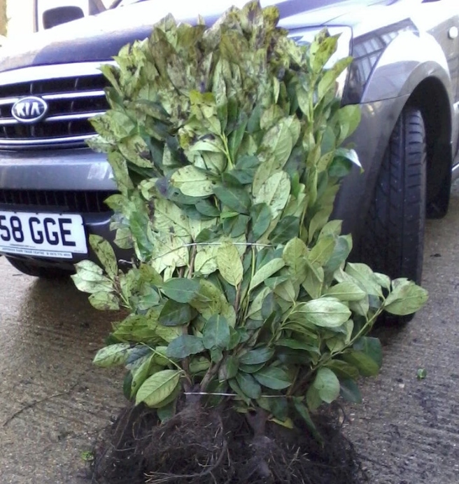 Laurel Garden Evergreen hedge plants bare root hedging