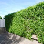 2000 X THUJA PLICATA 'ATROVIRENS' RED CEDAR EVERGREEN HARDY HEDGING PLANT IN POT
