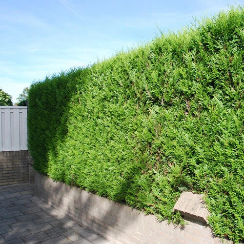 2000 X THUJA PLICATA 'ATROVIRENS' RED CEDAR EVERGREEN HARDY HEDGING PLANT IN POT