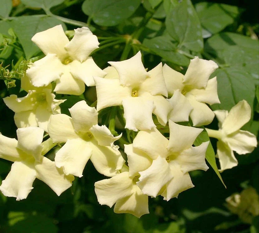 JASMINE JASMINUM CLIMBER PLANT CLOTTED CREAM 9CM POT