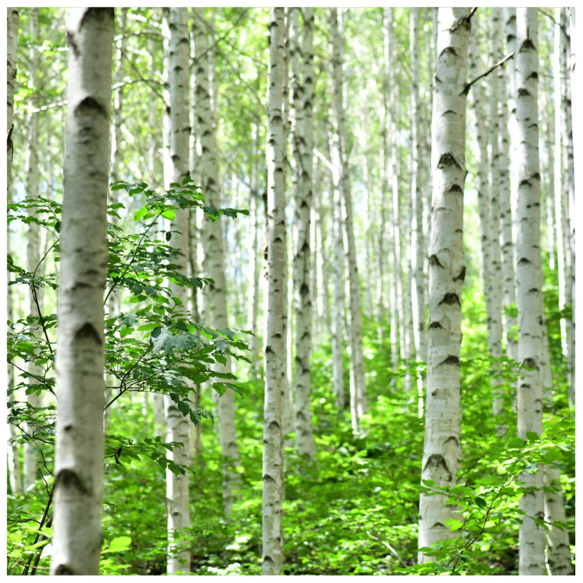 10 Silver Birch Native Trees 3-4ft Hedges Betula Pendula, 2 Yr Old & Feathered