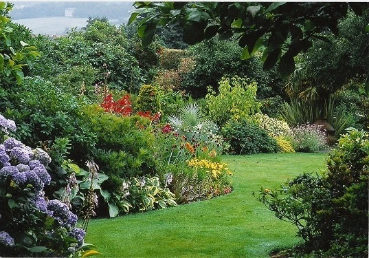 5X MIXED ESTABLISHED GARDEN SHRUBS - HIGH QUALITY POTTED HARDY GARDEN PLANTS