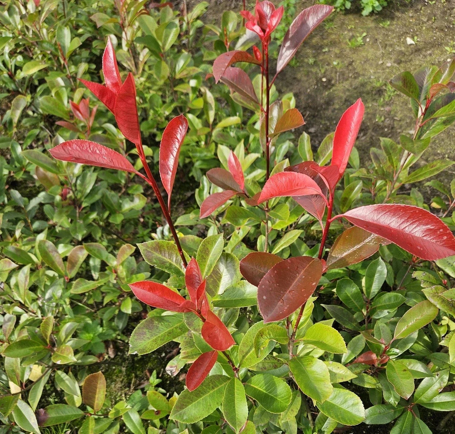 Photinia Red Robin Evergreen hedge plants hardy bare root hedging
