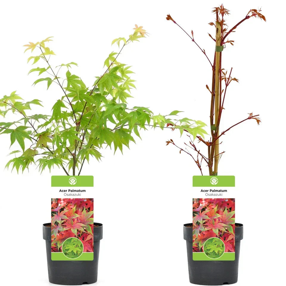 Acer palmatum 'Osakazuki',  Japanese Maple Deciduous Garden Plant Tree In Pot