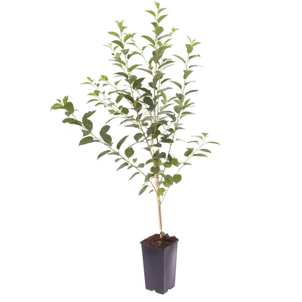 Cherry Bush 'Porthos' Prunus Avium Plant in 3L Pot