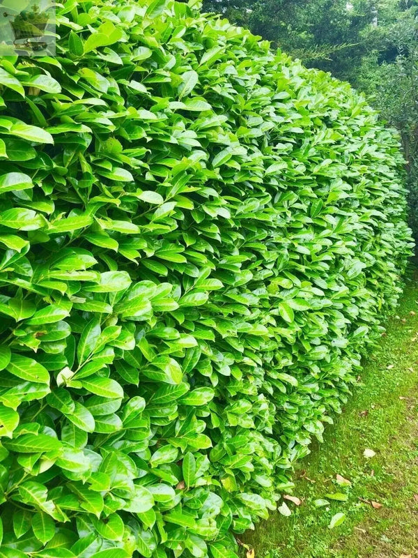 150cm Potted Cherry Laurel 5L potted 5ft Single Plant