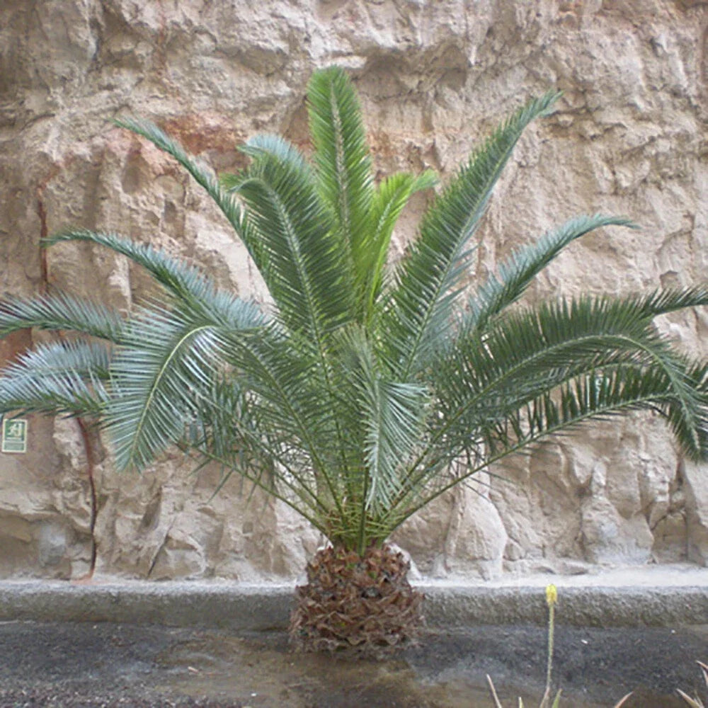 Tropical Palm Tree, Phoenix Canariensis 80cm-1m Tall, 1 x 19cm Pot
