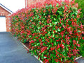 10 Red Robin Hedging Photinia Evergreen Plants Fast Growing 25-40cm Potted