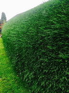 100 Green Leylandii Hedging Evergreen Conifer Plants Fast Growing 40-60cm Potted