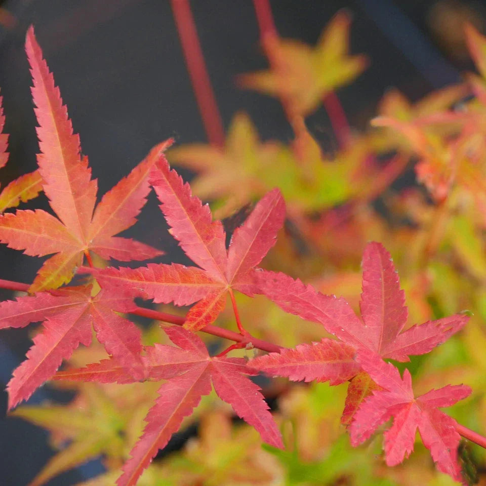 3 x Acer Plant Collection - 11cm Pots - Vars Atropur- pureum - Orange Dream