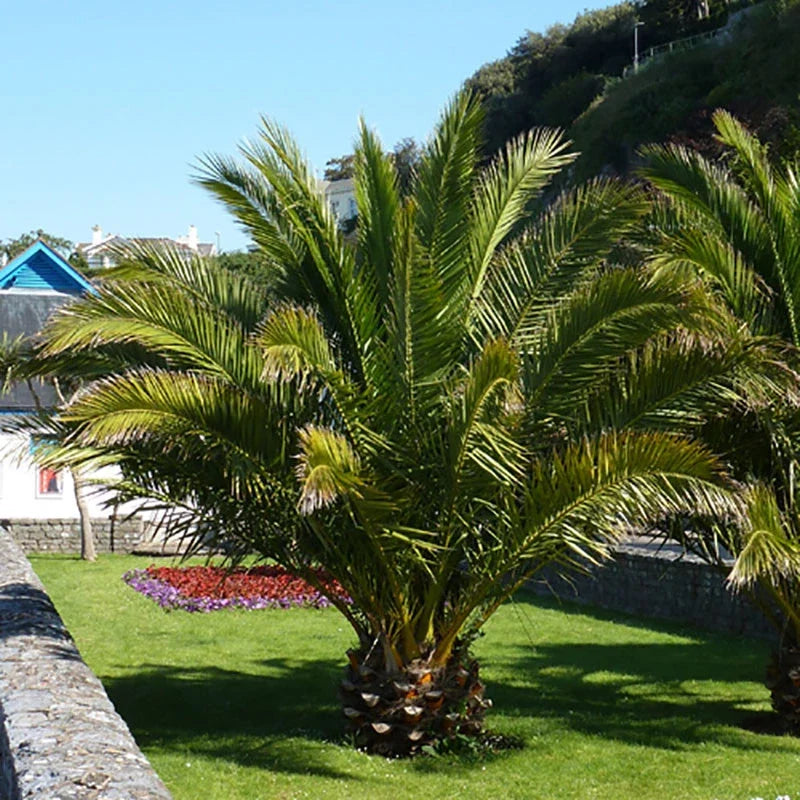 Tropical Palm Tree, Phoenix Canariensis 80cm-1m Tall, 1 x 19cm Pot