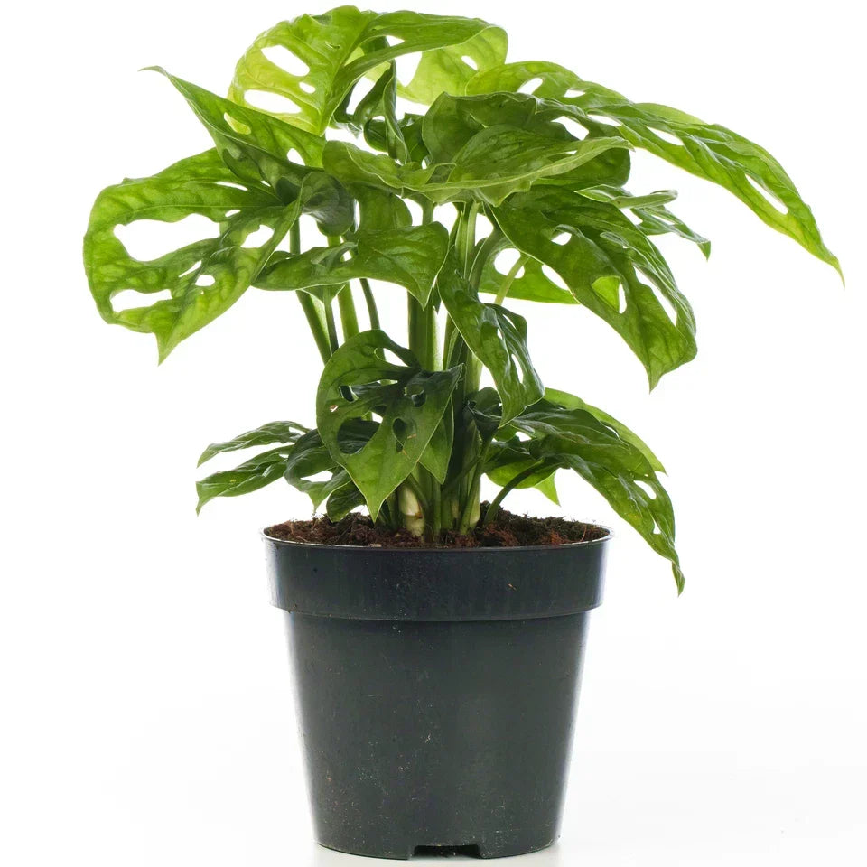 Vibrant Monstera Obliqua Monkey Leaf Indoor Potted Houseplant 20-30cm with Pot