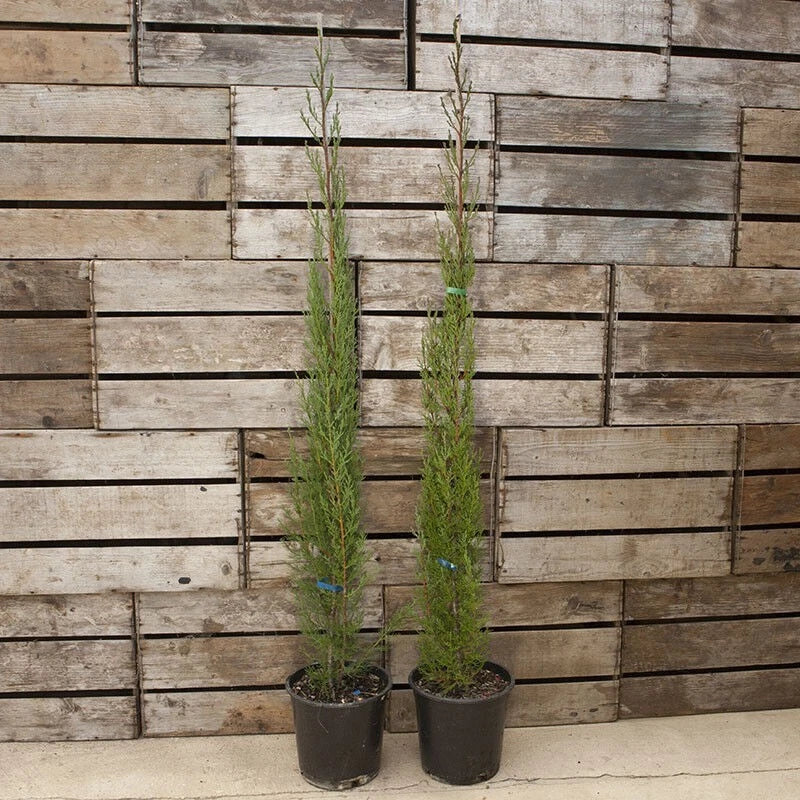 Pair of Italian Cypress Trees  Ornamental Ever- green Shrubs,  2 sizes