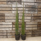 Pair of Italian Cypress Trees  Ornamental Ever- green Shrubs,  2 sizes