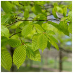 1-2ft Hornbeam native semi evergreen hedge plants bare root hedging good for damp soil