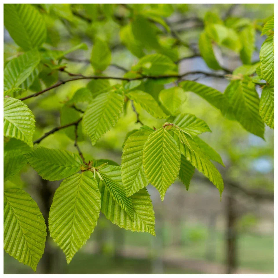 1-2ft Hornbeam native semi evergreen hedge plants bare root hedging good for damp soil