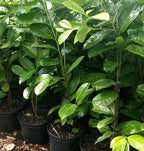 Cherry Laurel Fast Growing Evergreen Hedging Plants 30-50cm Tall Potted