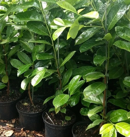 Cherry Laurel Fast Growing Evergreen Hedging Plants 30-50cm Tall Potted