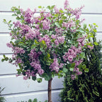 Standard Lilac Trees, Syringa Palibin, Double Flowering, 90-120cm, 3L Pots
