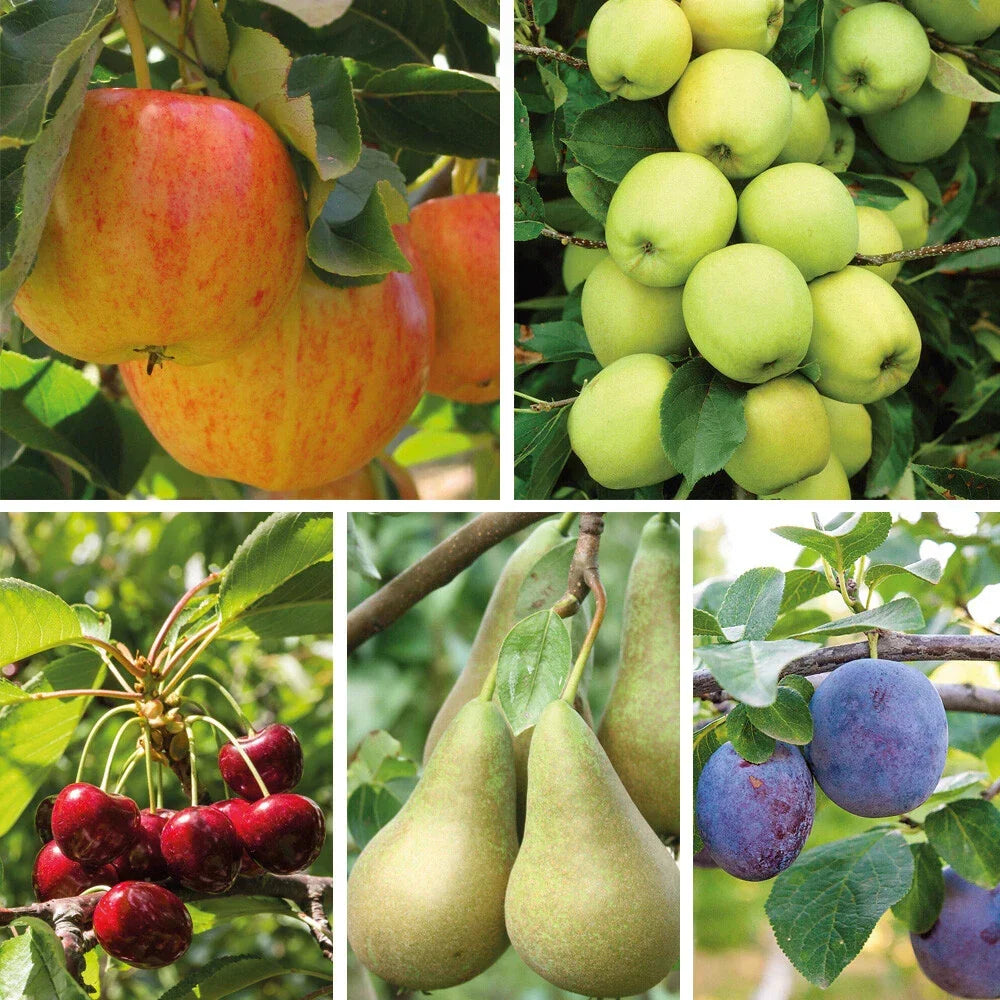 Patio Fruit Tree Plants Garden Collection 5 Different Varieties 5 x 9cm Pots