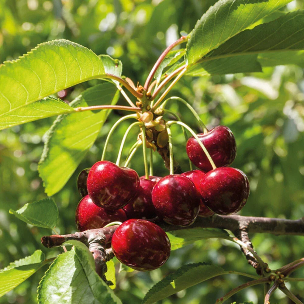 Mini Fruit Tree Patio Garden Plant Apples Pears Cherries Plums 9cm Potted
