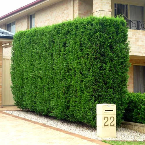 5 X LEYLANDII GREEN EVERGREEN CONIFER HEDGING LEYLANDII PLANT IN POT (1-2FT)
