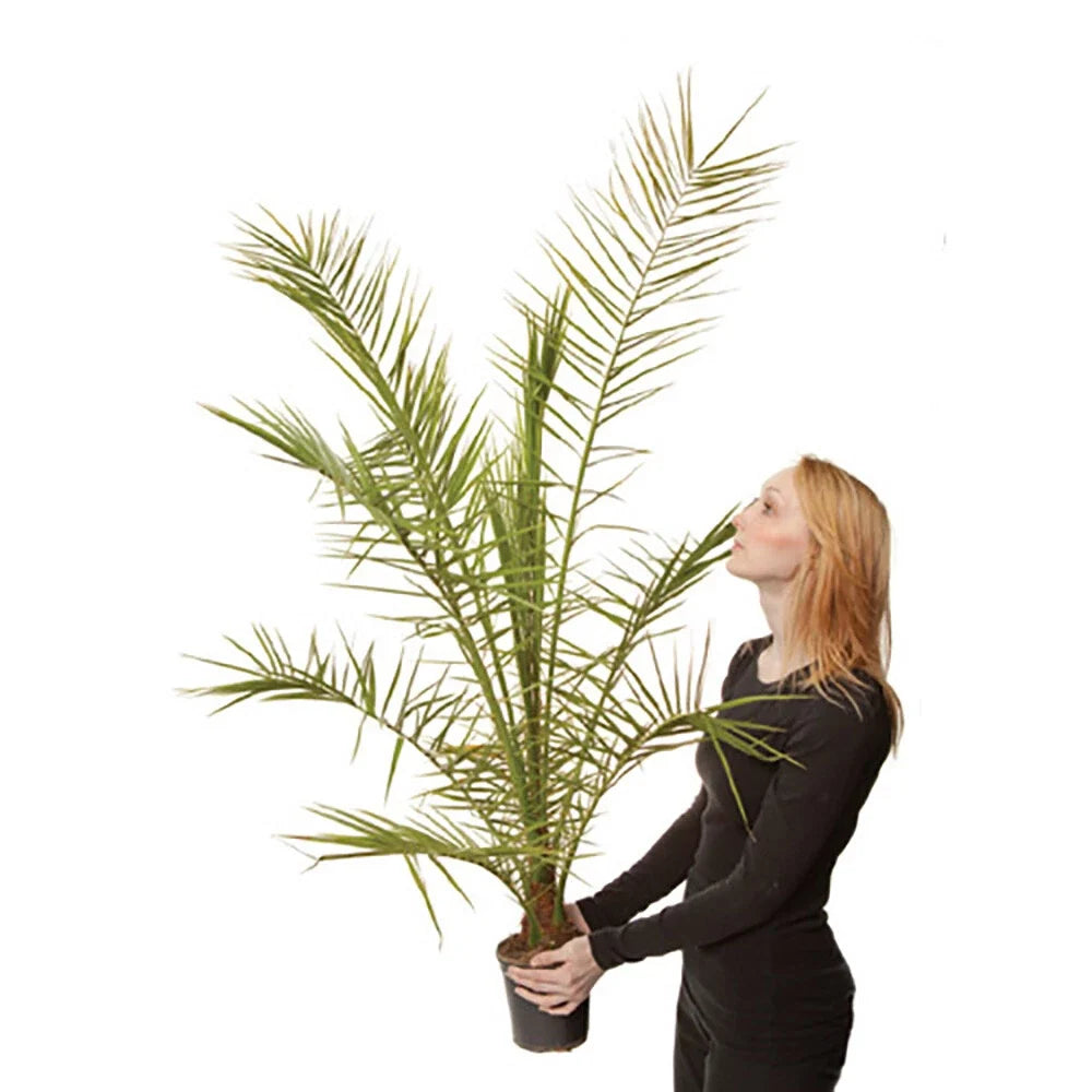 Tropical Palm Tree, Phoenix Canariensis 80cm-1m Tall, 1 x 19cm Pot