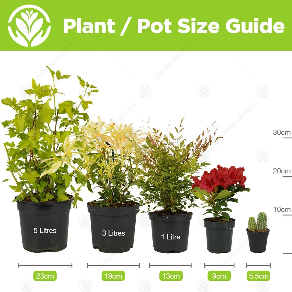 Cactus Mix - 10 Plants - House / Office Live Indoor Pot Plant - Ideal Gift