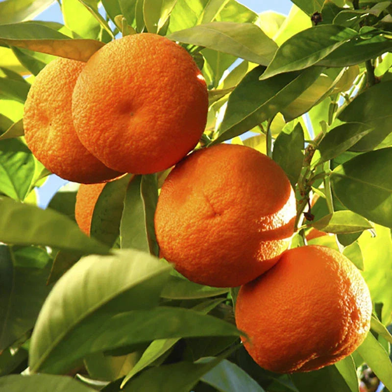 Orange Tree Plant Large Fully Mature Seedless Citrus Fruit in Pot 80cm Tall