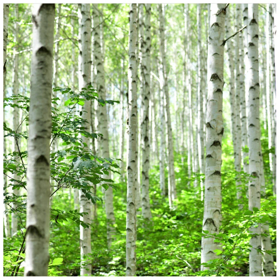 5 Silver Birch Native Trees 3-4ft Hedges Betula Pendula,2 Yr Old & Feathered