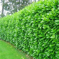 15 Cherry Laurel Evergreen Hedging Plants Fast Growing Shrub 40-60cm Potted