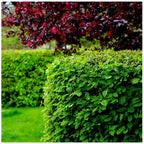 1-2ft Hornbeam native semi evergreen hedge plants bare root hedging good for damp soil