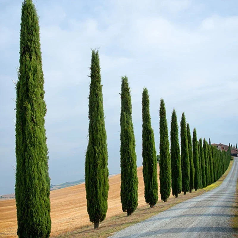 Pair of Italian Cypress Trees  Ornamental Ever- green Shrubs,  2 sizes