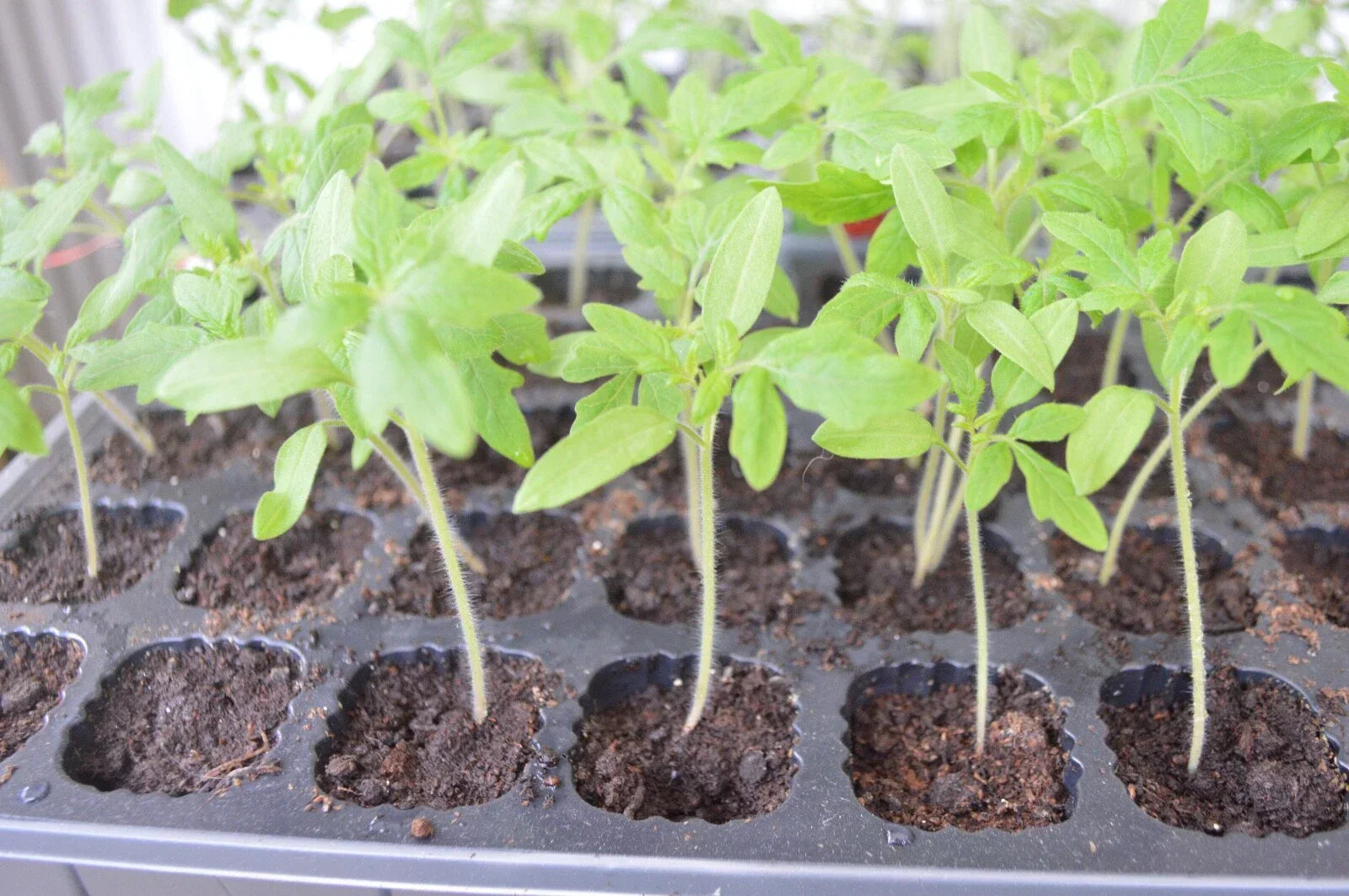 3 × Tomato ‘Moneymaker’ Plug Plants – READY NOW!