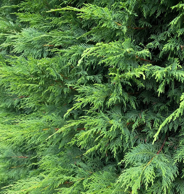 Green Leylandii Hedging Evergreen Conifer Plants 3-4ft Large 3 Litre Pots