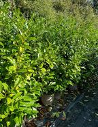 5 Cherry Laurel Hedging Evergreen Plants Fast Growth 3-4ft Large 5 Litre Pots
