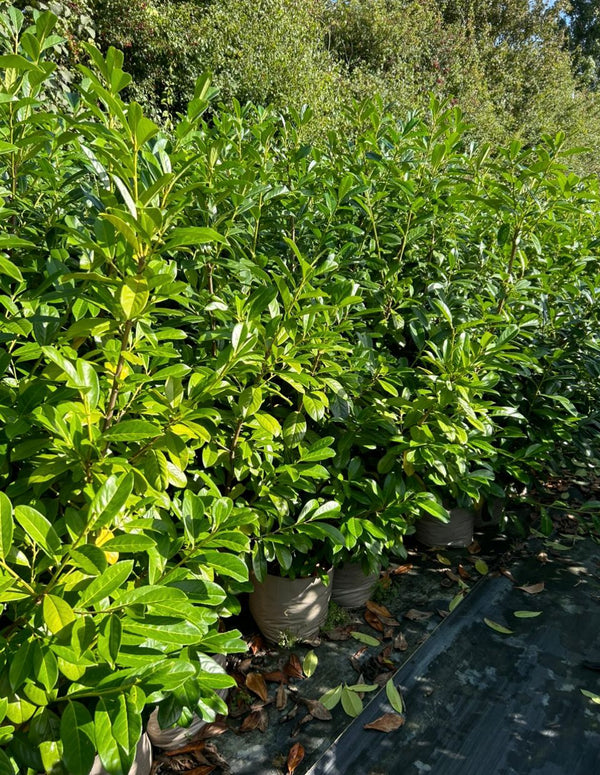 5 Cherry Laurel Hedging Evergreen Plants Fast Growth 3-4ft Large 5 Litre Pots
