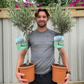 Large Olive Tree Plants x 2 Lollipop Olea Europea Evergreen 4L Pot 110-120cm