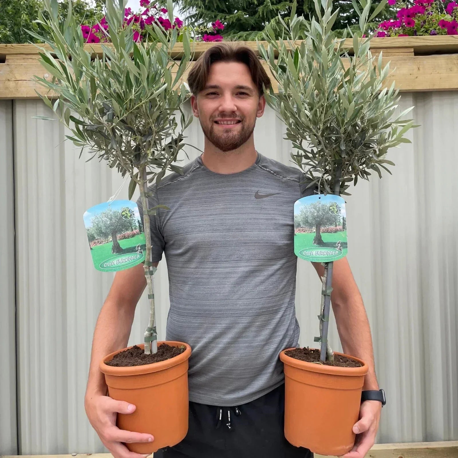 Large Olive Tree Plants x 2 Lollipop Olea Europea Evergreen 4L Pot 110-120cm