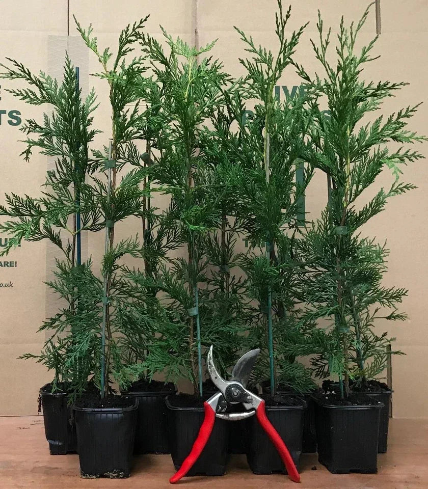5 X LEYLANDII GREEN EVERGREEN CONIFER HEDGING LEYLANDII PLANT IN POT (1-2FT)