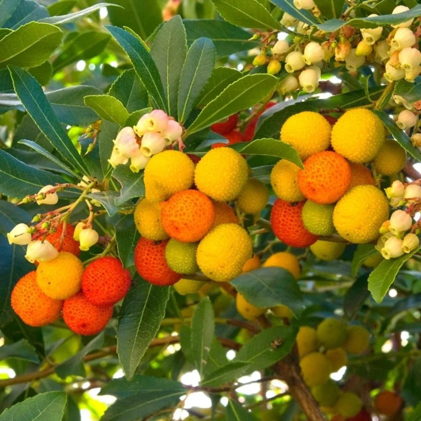 Arbutus unedo Compacta Plant in 9cm Pot - Easy Grow Strawberry Tree Garden Shrub