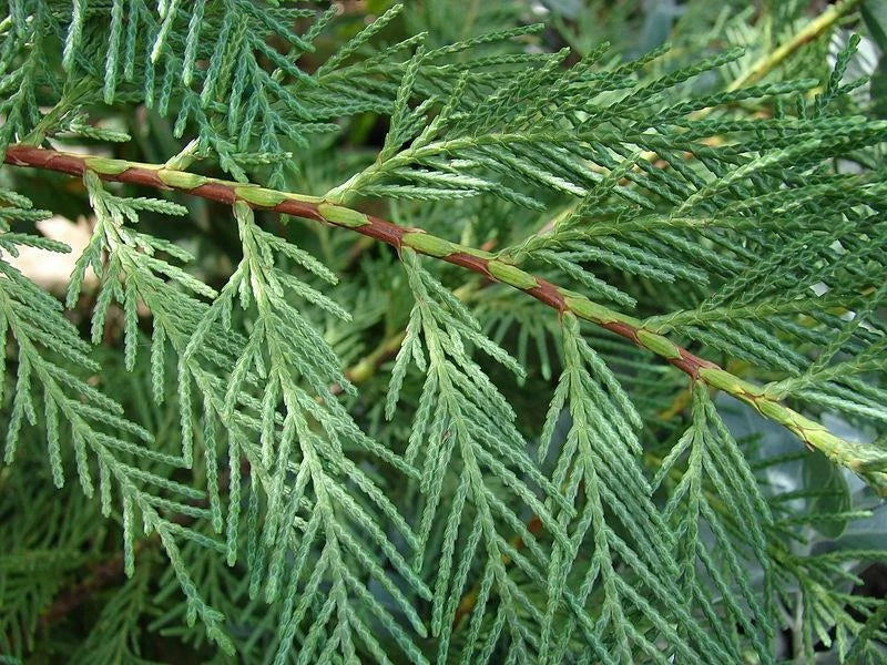 10x Large 4-5ft Green Leylandii Evergreen Hedging Plants - 3L Potted